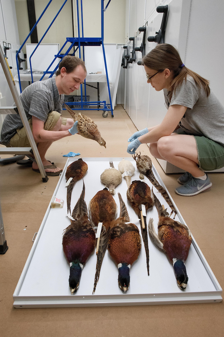 Buckman and Proescholdt examine tags on bird specimens
