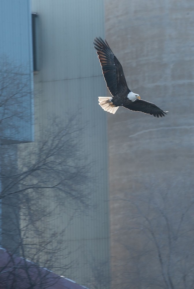Eagle in flight over the Iowa River