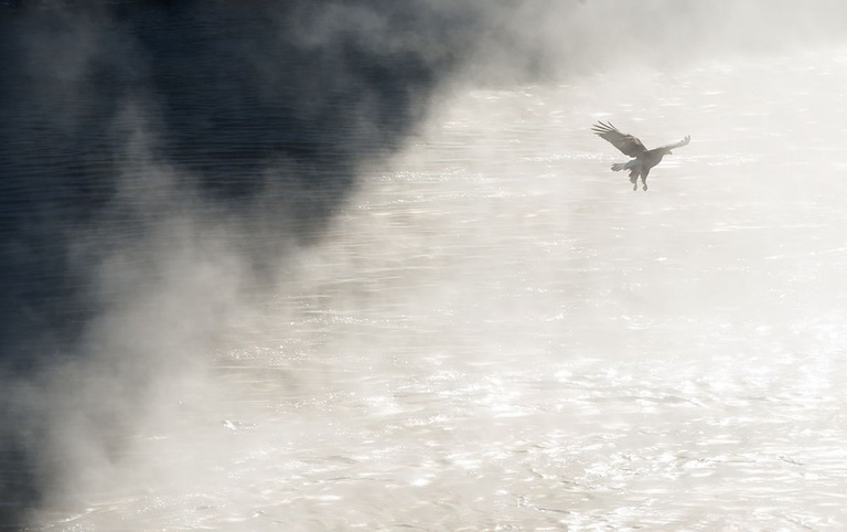 Eagle in flight over the Iowa River