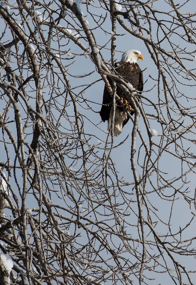 Eagle roosting near the Iowa River