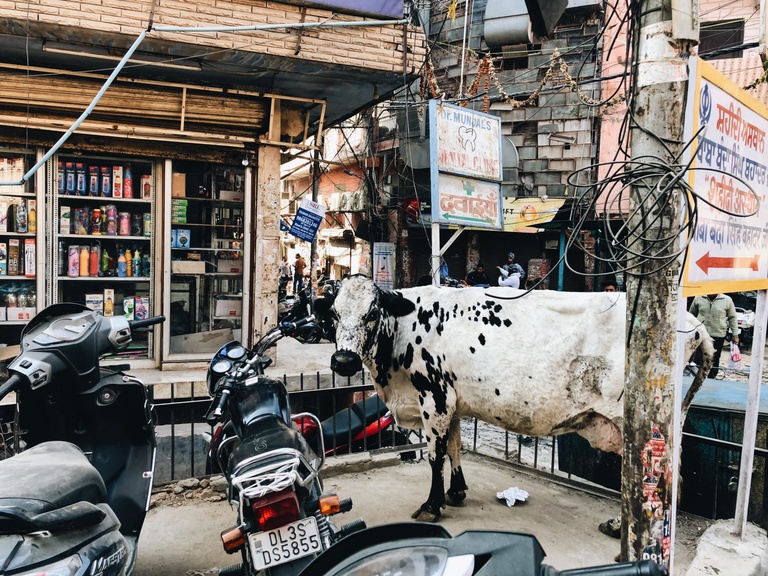 cow with motorcycles