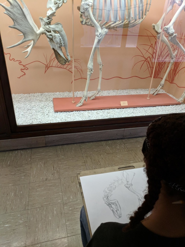 sketching a cervine skeleton