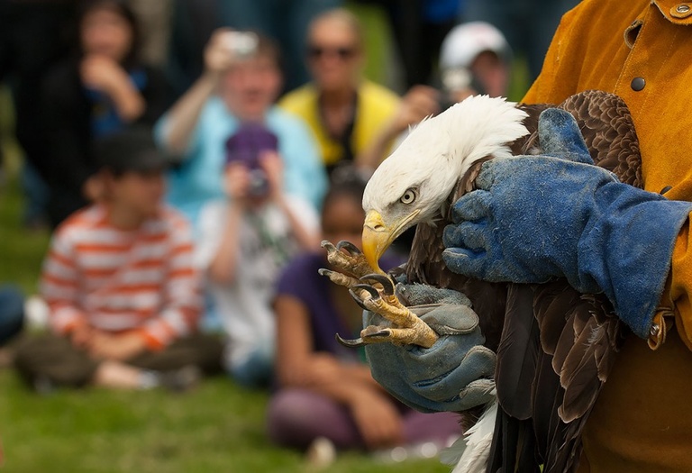 School of the Wild students watch a rehabilitated bald eagle released into the wild.