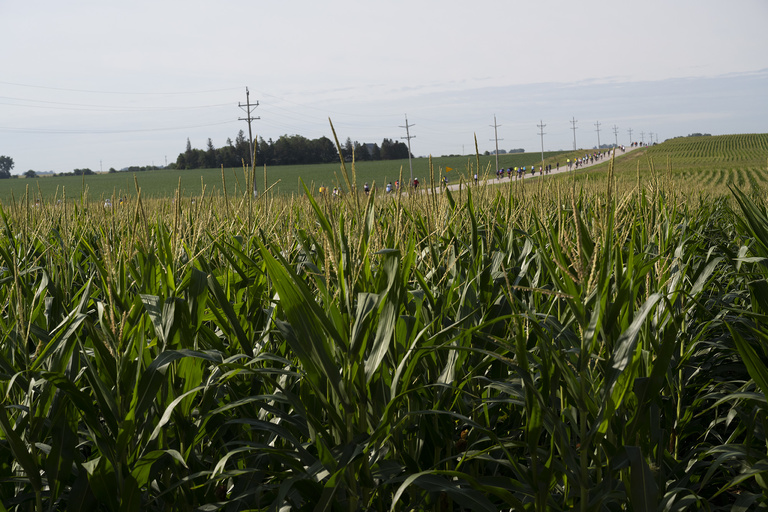 Iowa is the nation’s leading producer of corn, and RAGBRAI riders saw thousands of acres on the 462-mile ride across the state July 24—30.