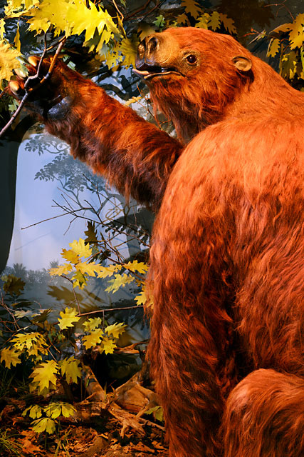 Color photo of Rusy the giant (stuffed) sloth, who resides in the UI Museum of Natural History