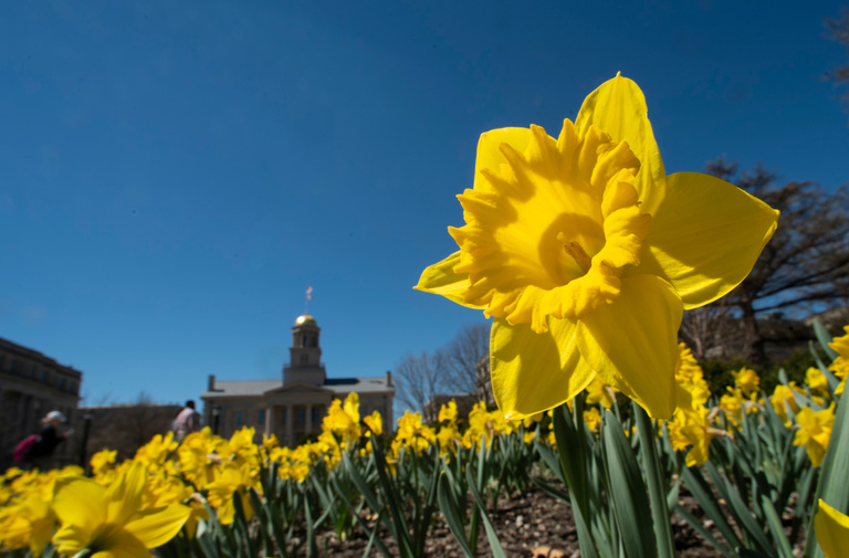 daffodils and old capitol