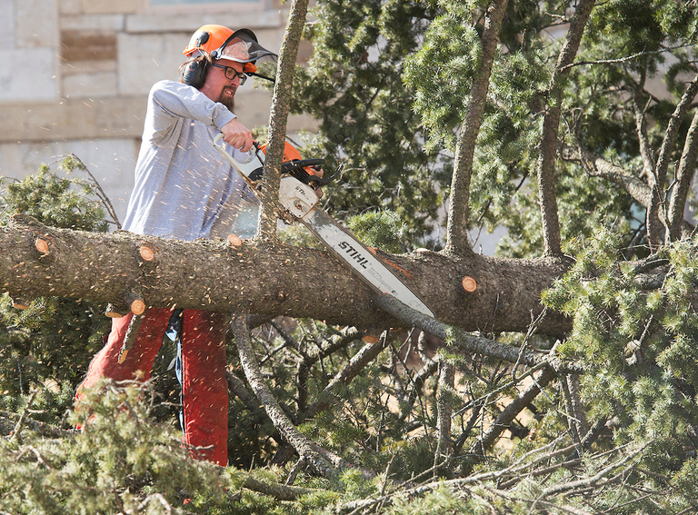 arborist removing tree
