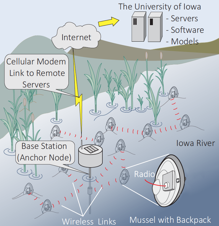 Wireless sensor network of cybermussels 