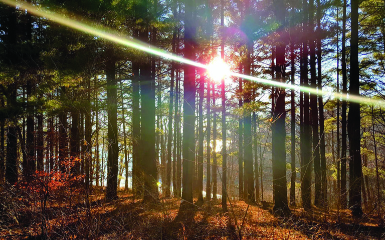 sunlight through trees at macbride nature area