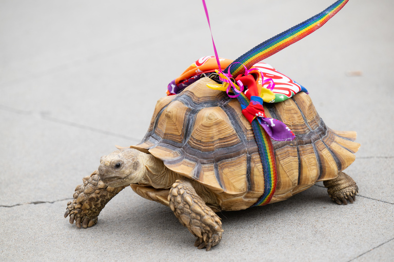 Iowa City Pride parade 2024