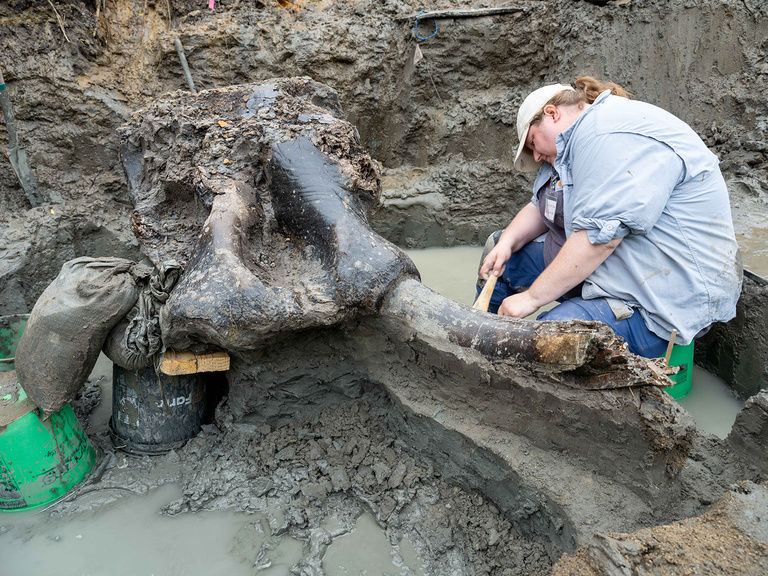 research archaeologist excavating a mastodon skull