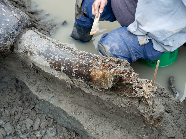 the tusk of a mastodon