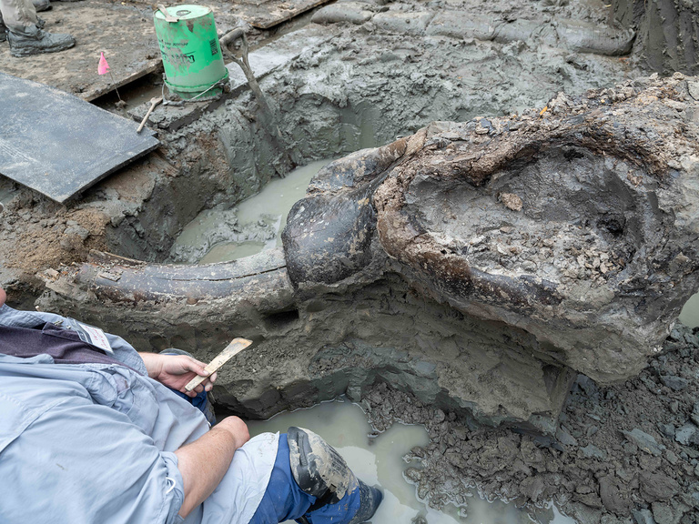 research archaeologist excavating a mastodon skull