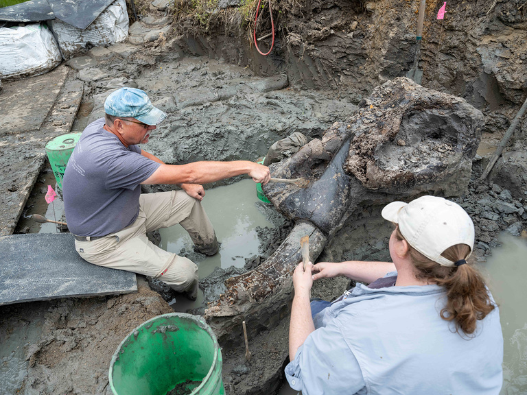 research archaeologists excavating a mastodon skull