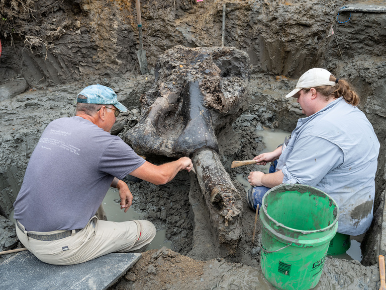 archaeologists work to unearth a mastodon skull