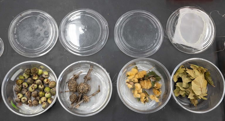 Galls from an oak tree in a research lab