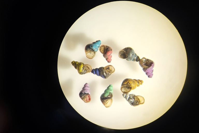 A microscope photo of aquatic snails