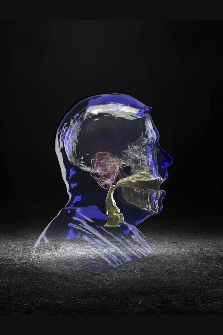 A compilation image of the ear, vocal tract, skull, and head surface