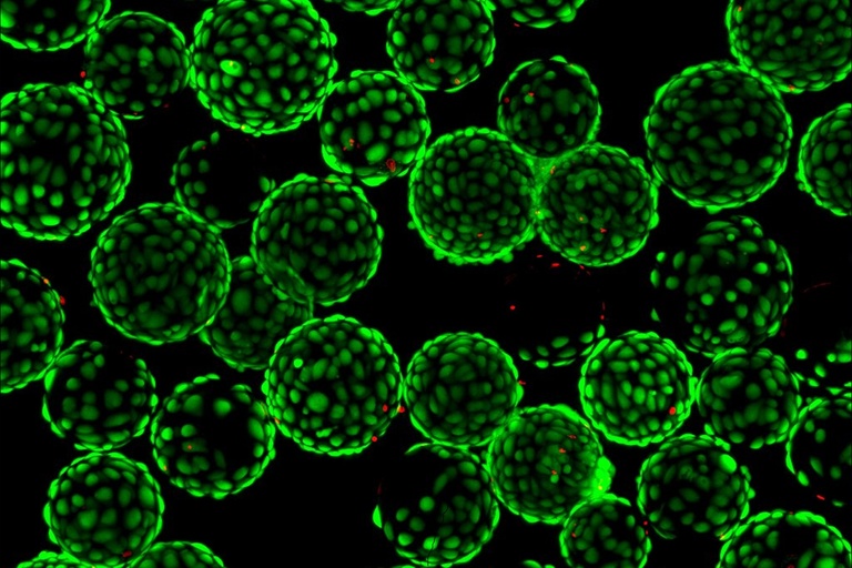 A confocal microscopy image showing retinal cells