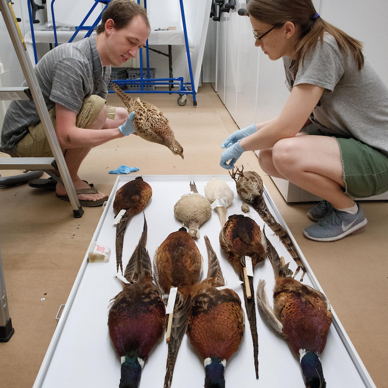 Buckman and Proescholdt examine tags on bird specimens