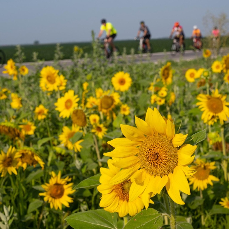 golden sunflowers with ragbrai riders