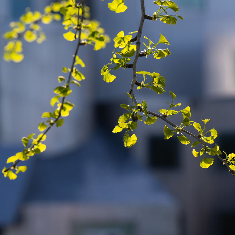 Tiny leaves emerge on a tree branch