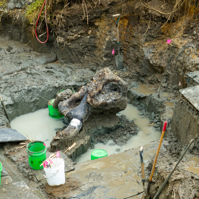 excavated mastodon skull