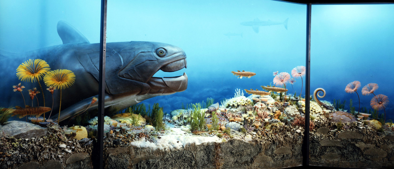Photo of exhibit of prehistoric fish in the University of Iowa Museum of Natural History