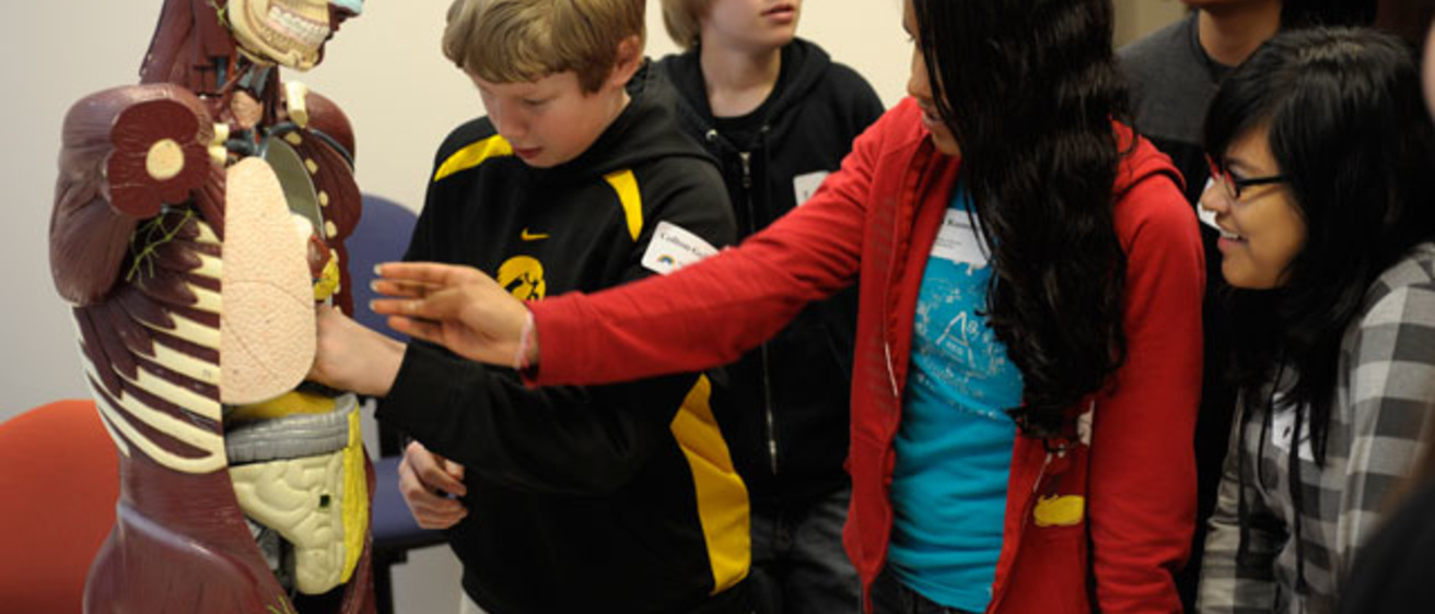 students look at a human muscle skeleton model