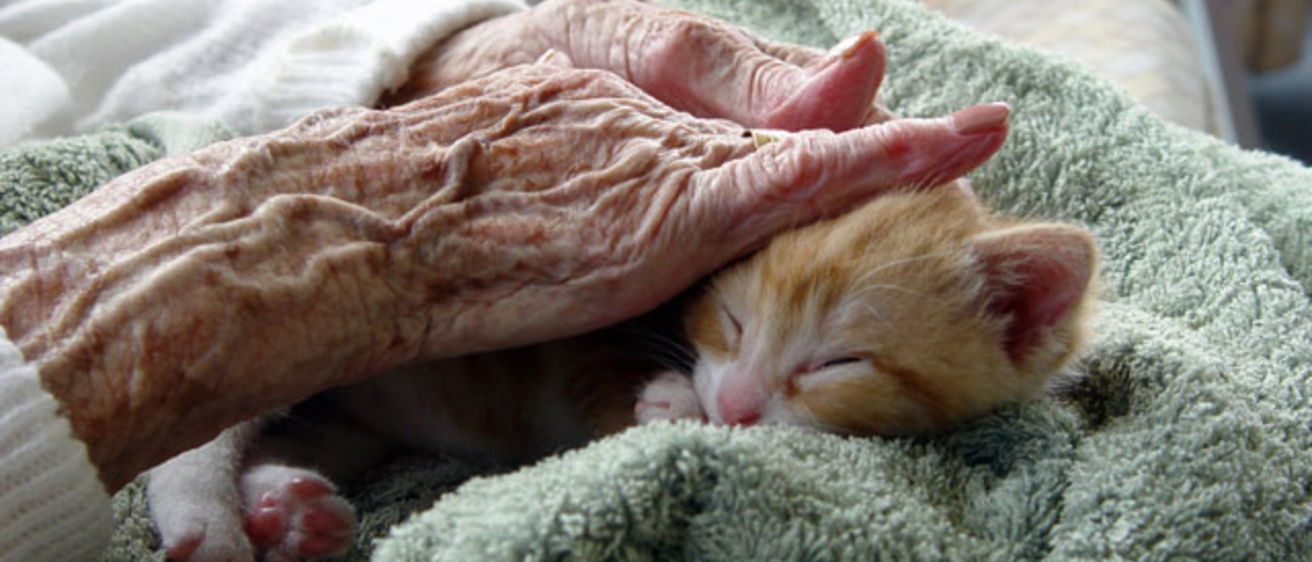 elderly hands pet a kitten