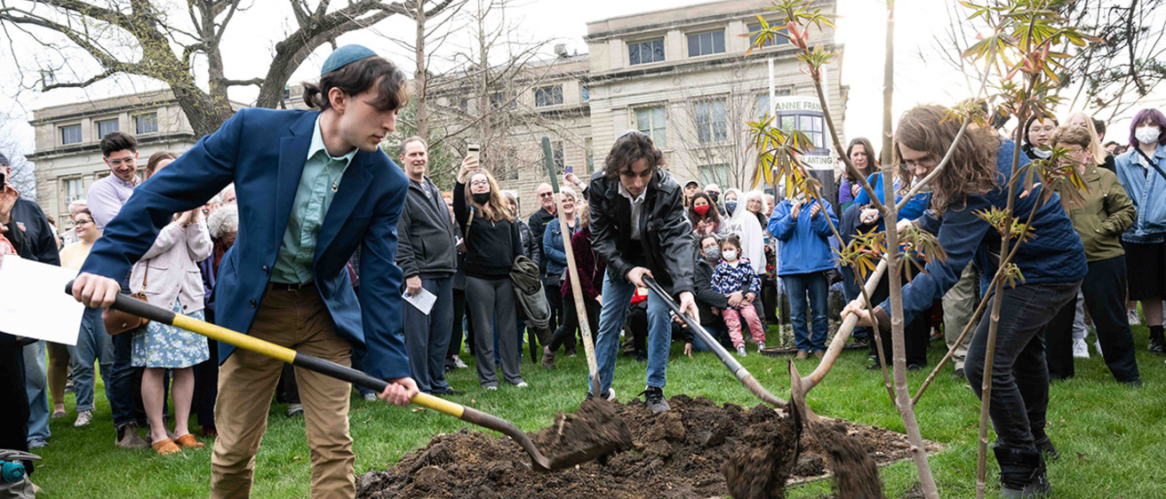 UI students fill the hole and pack dirt where the Anne Frank Tree now stands.