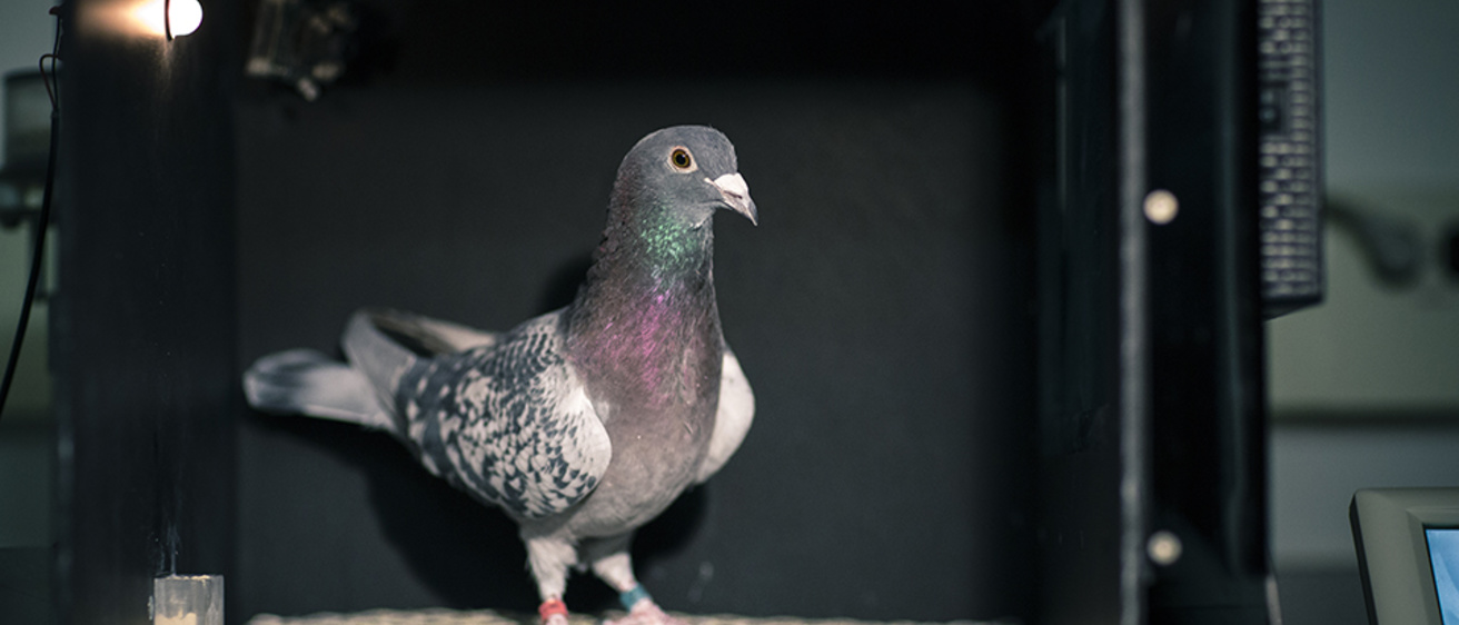 Pigeon-portrait-Gamble-960.jpg
