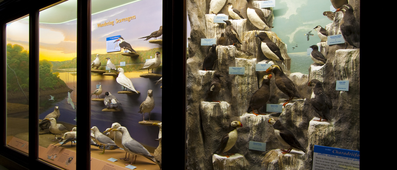 A photograph of a museum display of birds