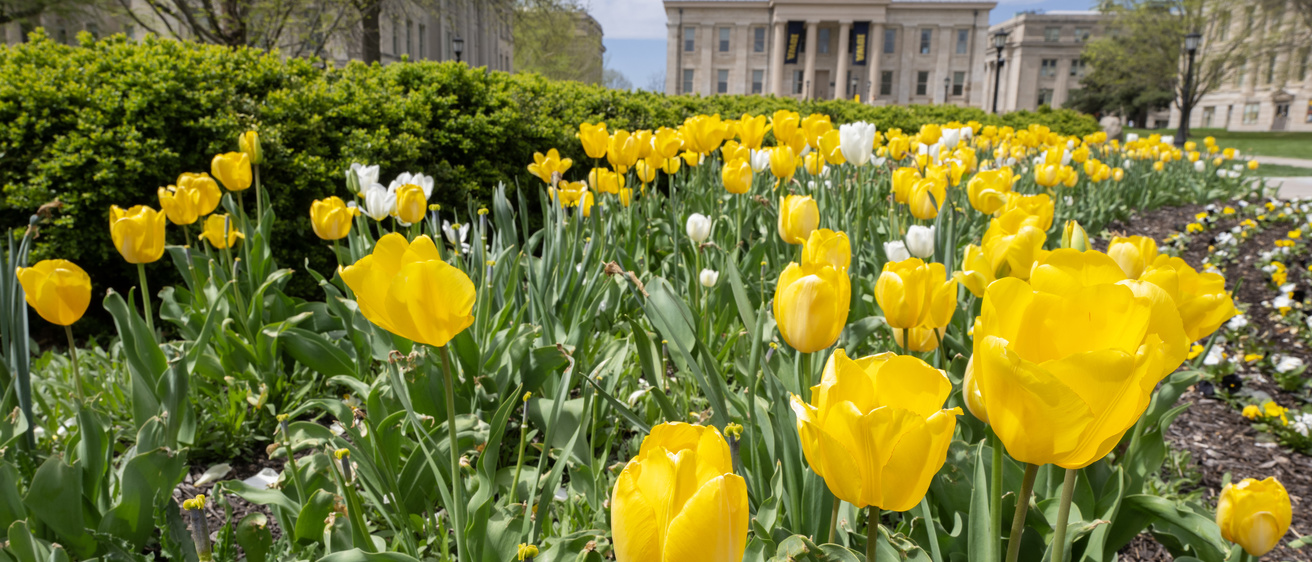 Yellow tulips in bloom in front of Old Capitol