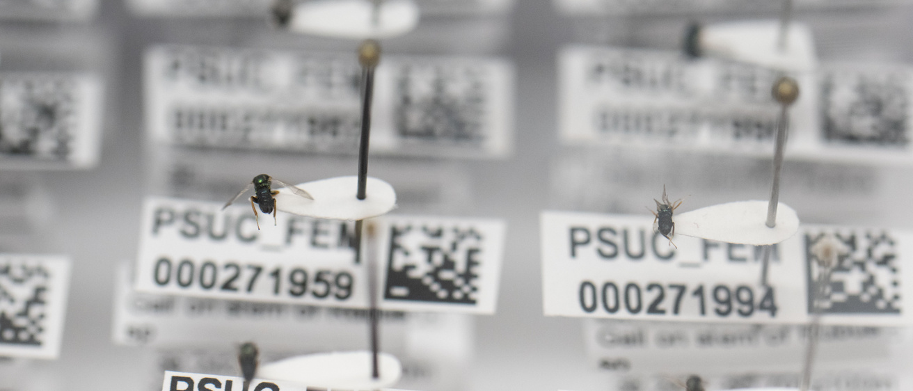 A photo showing wasps in researcher Andrew Forbes' lab