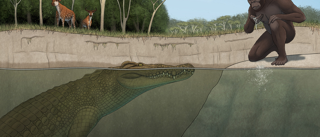 an illustration of a crocodile swimming in a river while "Lucy" drinks water from the river