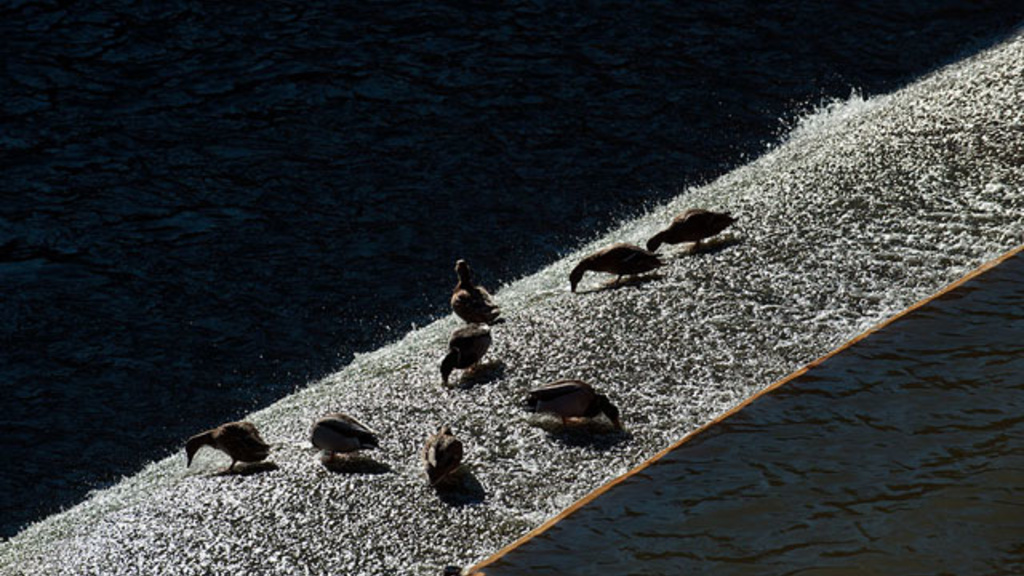 Ducks splash on the spillway