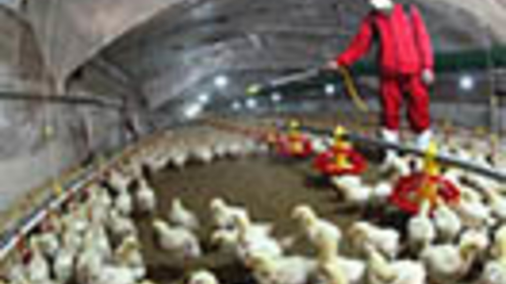 An employee sprays to sterilize a poultry farm in Hemen township, Jiangsu province, April 8, 2013.  (Photo by Reuters)