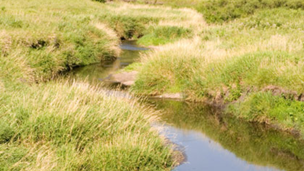 stream in pasture land