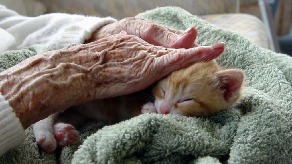 elderly hands pet a kitten