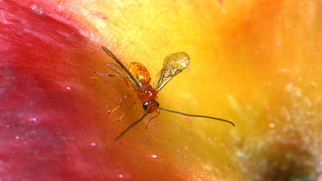 A male insect pictured on an apple. 