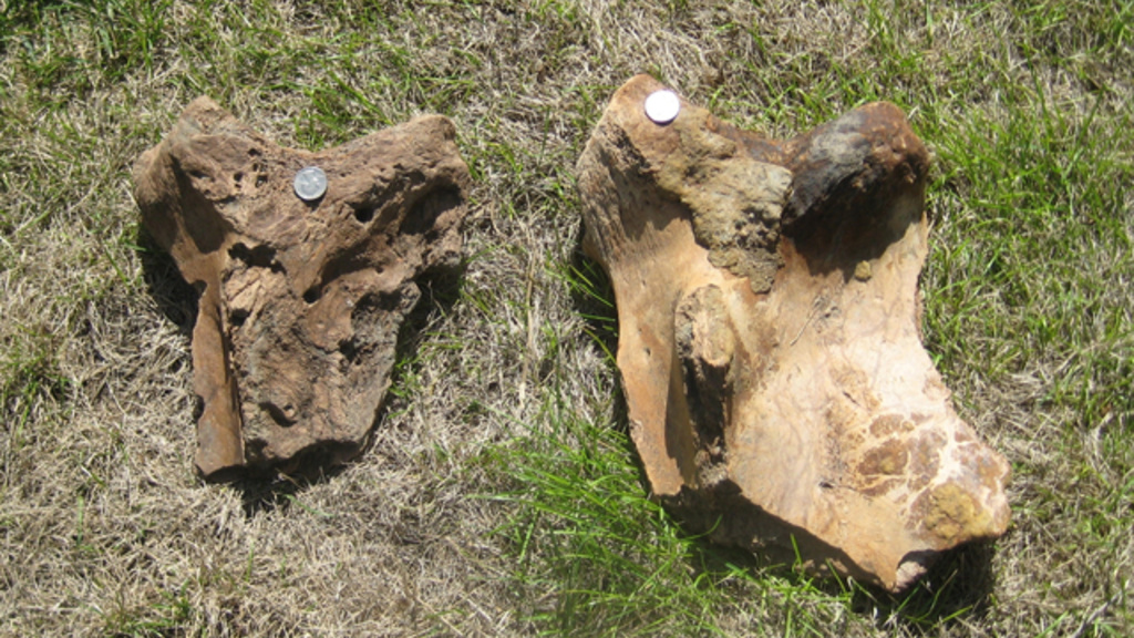 mammoth scapula bones