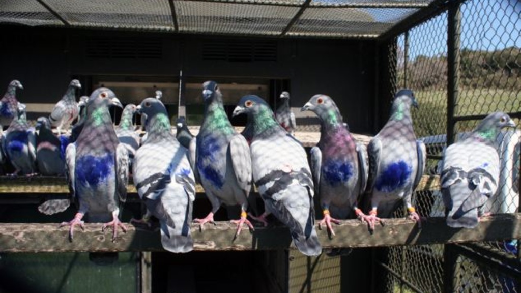  A row of pigeons perch on a wooden beam