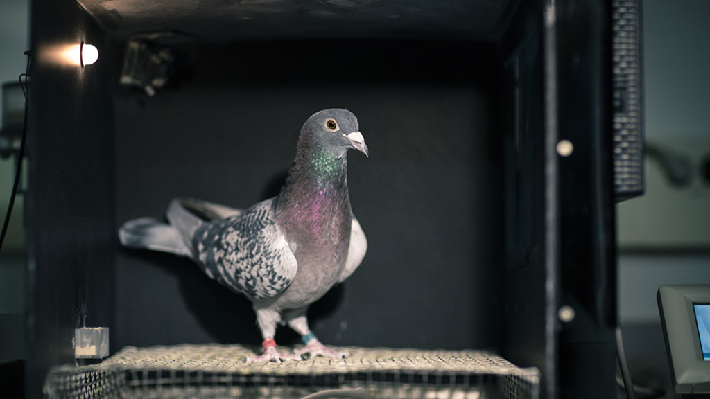 Pigeon-portrait-Gamble-960.jpg