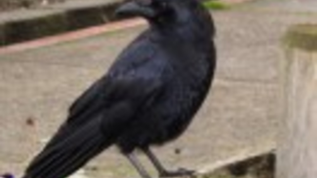 Crow perches