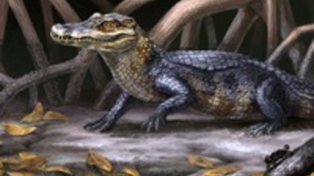 Ancient gator. The discovery of the skull of a new crocodilian ancestor, Culebrasuchus mesoamericanus, depicted here by an artist, gives researchers information on how caimans evolved from alligators. Credit: Original Artwork by Danielle Byerley © Florid