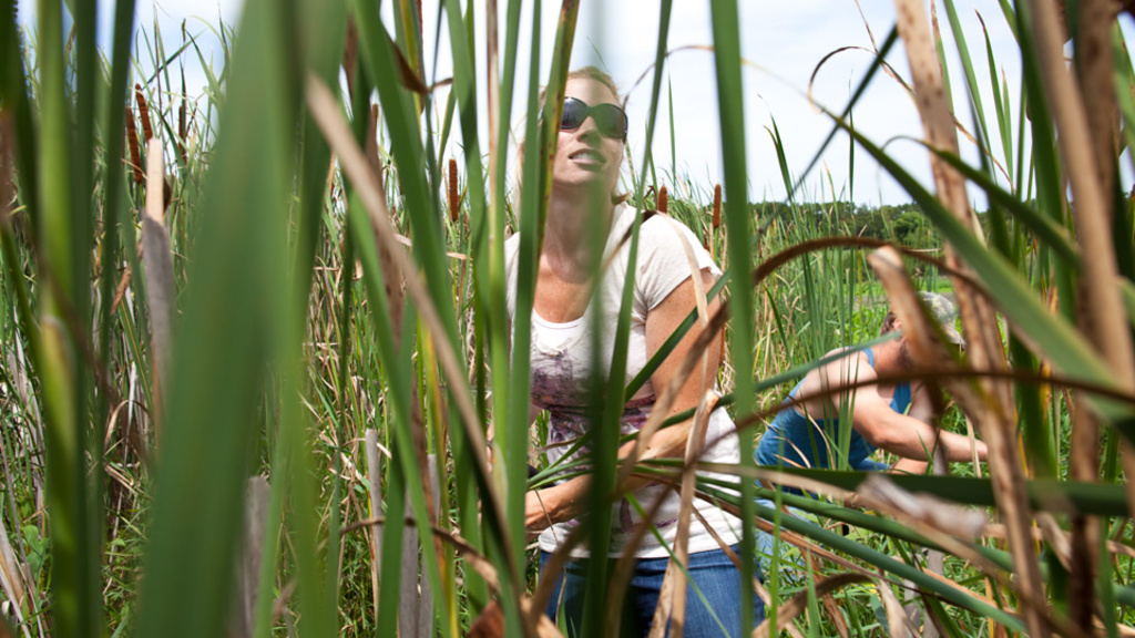 woman and man gathering cattails