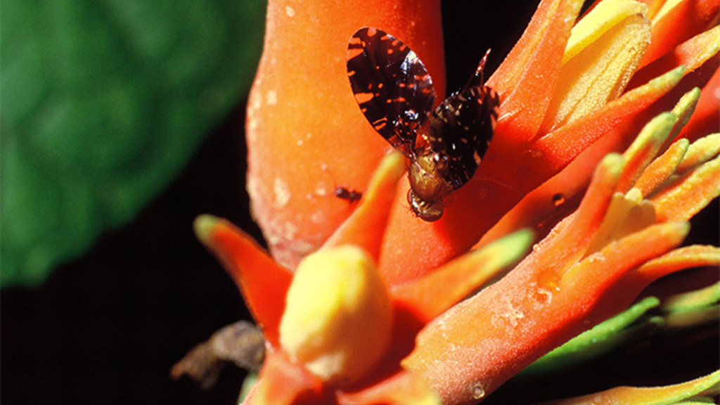 Female fly on a flower