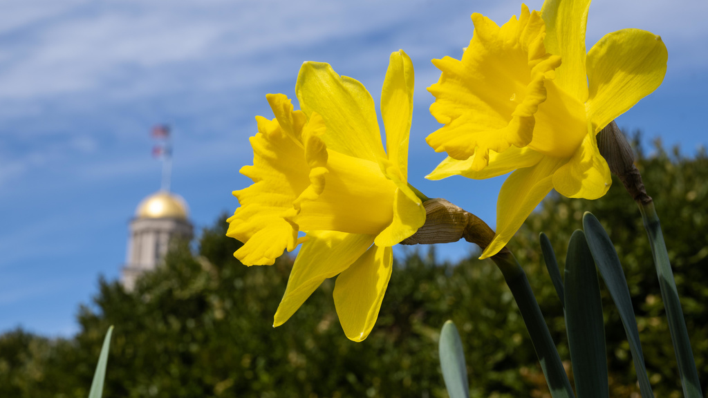 Old Capitol and daffodils
