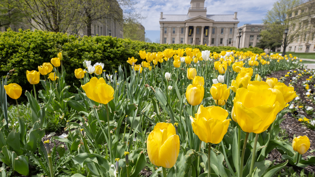 Yellow tulips in bloom in front of Old Capitol